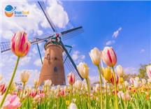 Tour Nhật Bản Lễ Hội Hoa Anh Đào - Hoa Tulip 2026